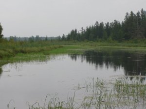 Wild rice at Swamp Creek. Photo: Nick Vanderpuy