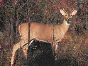 WhitetailDeer_77-InForest