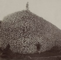 Some of the 10,000,000 bison that were nearly brought to extinction in the late 1870s. Photo: Wikipedia