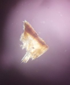 A cross polarized light image of a piece of grunerite asbestos from Bulk Sampling Site 4 taken by pointing a cell phone down the camera port of a microscope showing the asbestos needles. The width of the piece is approximately 300 µm. Photo: Dr. Joseph Skulan