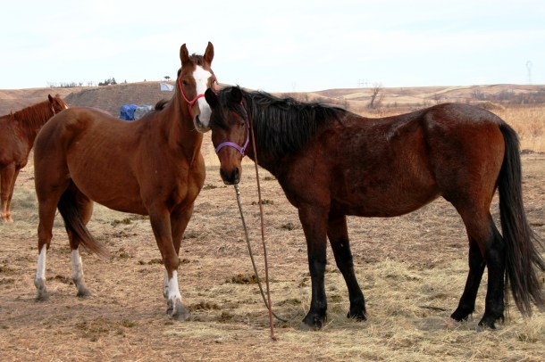 War ponies 11.15.2016